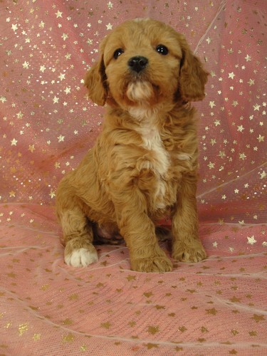 Female cockapoo puppy for sale #37 Born September 11, 2011
